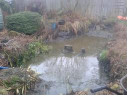 Dirty old pond and overgrowth in moseley